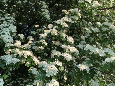 Hawthorn tree with white blossom